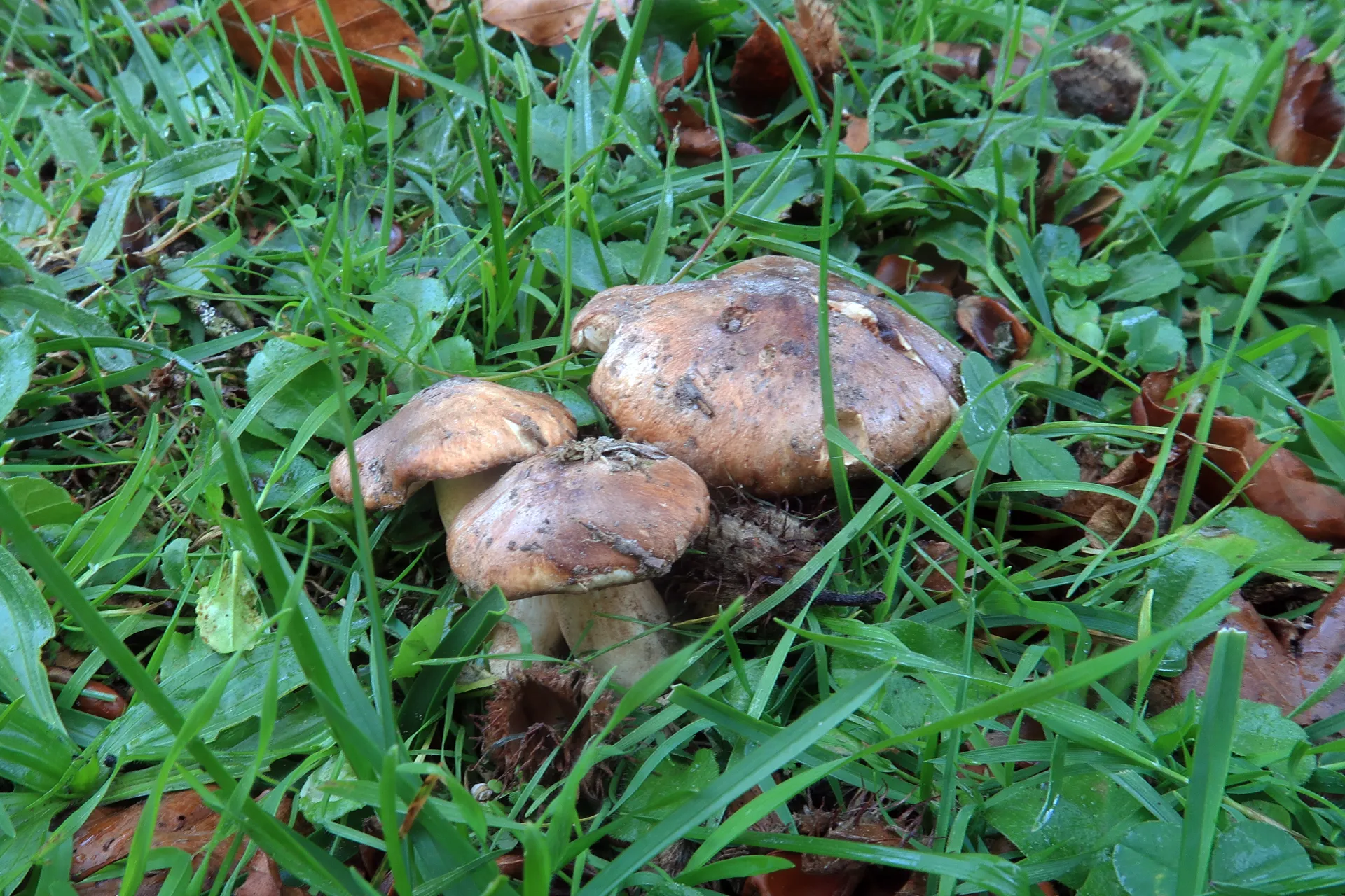 Tricholoma colossus - 1 - IMG_6527